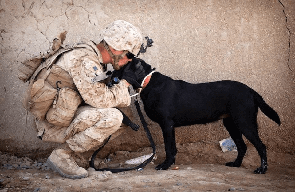 Helping Paws Hero